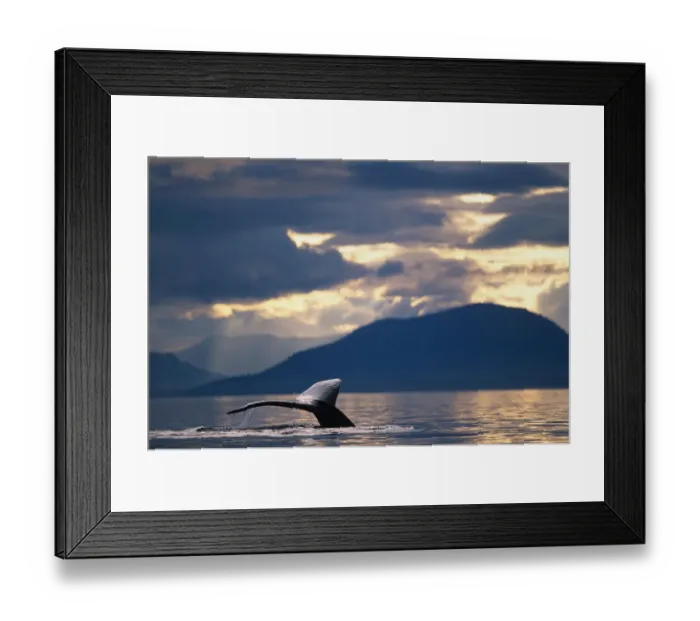 Framed Print : Alaska, Tongass National Forest, Tail flukes of Humpback Whale (Megaptera novaengliae) Framed Print : Alaska, Tongass National Forest, Tail flukes of Humpback Whale (Megaptera novaengliae)