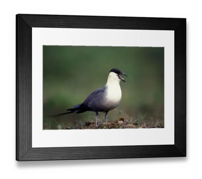 Framed Print : USA, Alaska, Long-tailed Jaeger (Stercorarius longicaudus) defends its nest on arctic