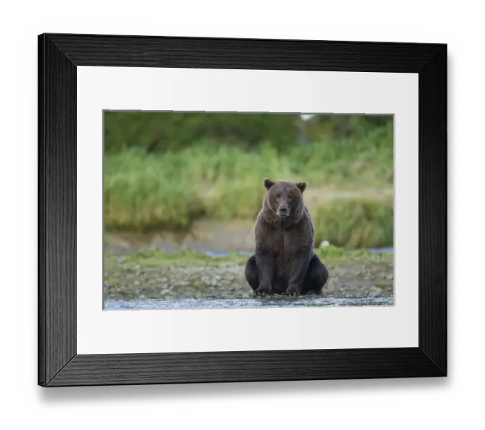 Framed Print : USA, Alaska, Katmai National Park, Grizzly Bear (Ursus arctos) sitting along salmon Framed Print : USA, Alaska, Katmai National Park, Grizzly Bear (Ursus arctos) sitting along salmon