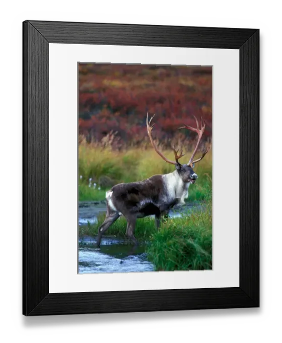 Framed Print : USA, Alaska, Denali National Park, Bull Caribou (Rangifer tarandus) feeds in tundra Framed Print : USA, Alaska, Denali National Park, Bull Caribou (Rangifer tarandus) feeds in tundra