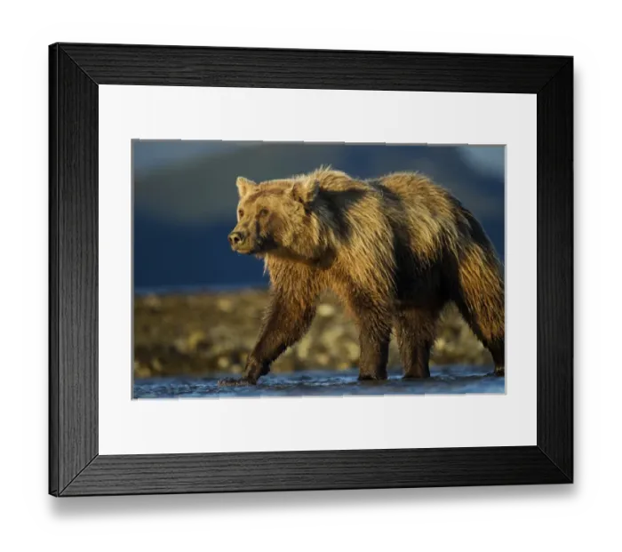 Framed Print : USA, Alaska, Katmai National Park, Grizzly Bear (Ursus arctos) stalking along salmon Framed Print : USA, Alaska, Katmai National Park, Grizzly Bear (Ursus arctos) stalking along salmon