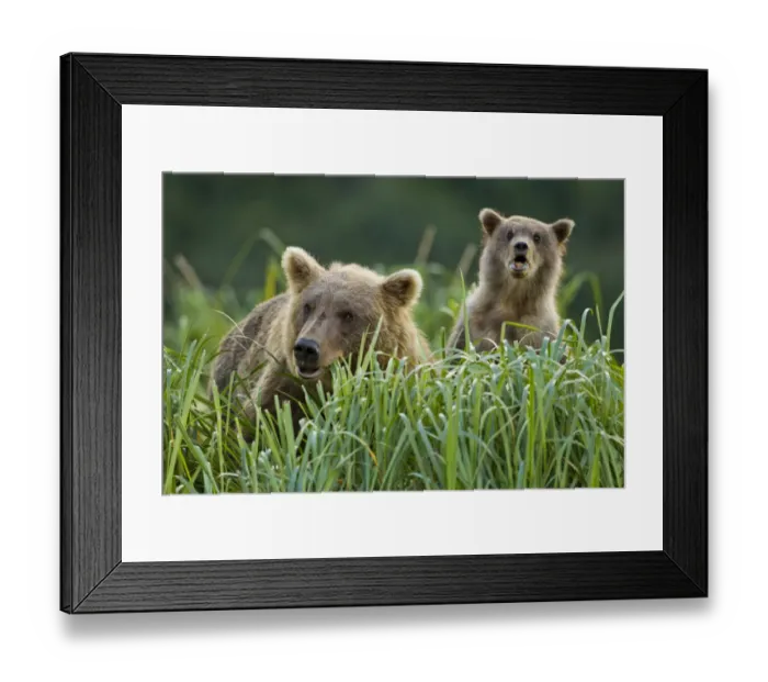 Framed Print : USA, Alaska, Katmai National Park, Grizzly Bear Sow(Ursus arctos) feeding in meadow Framed Print : USA, Alaska, Katmai National Park, Grizzly Bear Sow(Ursus arctos) feeding in meadow