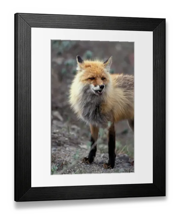 Framed Print : USA, Alaska, Denali National Park, Red Fox (Vulpes vulpes) standing at edge of dirt Framed Print : USA, Alaska, Denali National Park, Red Fox (Vulpes vulpes) standing at edge of dirt