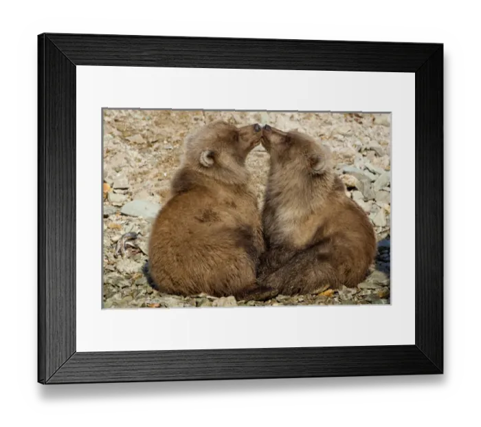 Framed Print : USA, Alaska, Katmai National Park, Grizzly Bear Spring Cubs (Ursus arctos) playing
