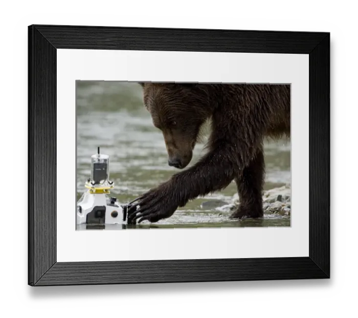 Framed Print : USA, Alaska, Katmai National Park, Kinak Bay, Brown Bear (Ursus arctos) sniffs