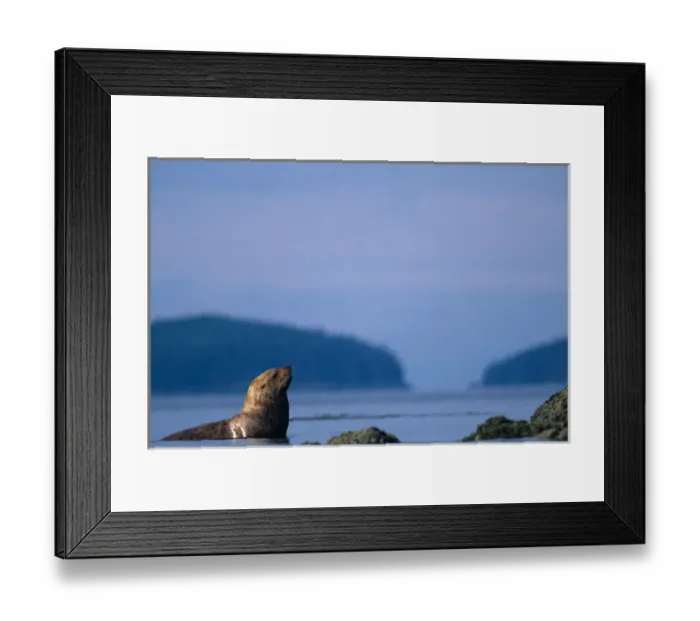Framed Print : USA, Alaska, Tongass National Forest, Adult Male Stellers Sea Lion (Eumetopias Framed Print : USA, Alaska, Tongass National Forest, Adult Male Stellers Sea Lion (Eumetopias