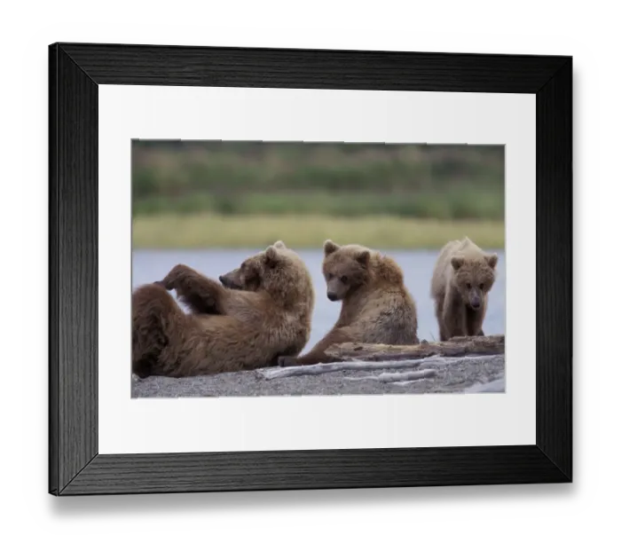 Framed Print : North America, USA, Alaska, Katmai NP. Grizzly sow and cub wrestle