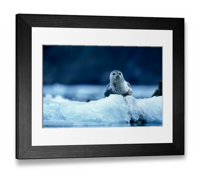 Framed Print : USA, Alaska, Glacier Bay National Park, Harbor Seal (Phoca vitulina) on icebergs Framed Print : USA, Alaska, Glacier Bay National Park, Harbor Seal (Phoca vitulina) on icebergs