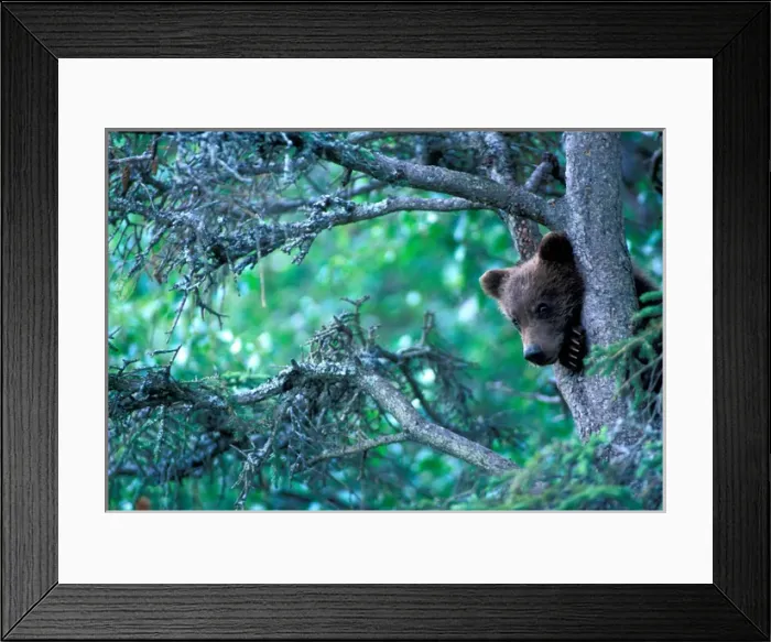 Framed Print : USA, Alaska, Katmai NP, Grizzly Bear cub (Ursus arctos) rests in black spruce tree Framed Print : USA, Alaska, Katmai NP, Grizzly Bear cub (Ursus arctos) rests in black spruce tree