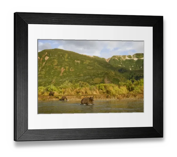 Framed Print : USA, Alaska, Katmai National Park, Kinak Bay, Brown Bear (Ursus arctos) Sow and Cubs