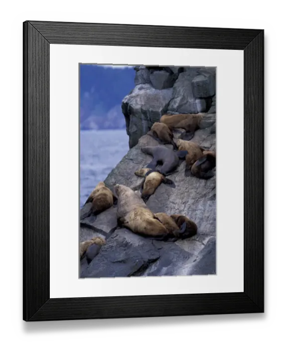 Framed Print : North America, USA, Alaska, Kenai Fjords NP, Resurrection Bay. Stellars sea lions