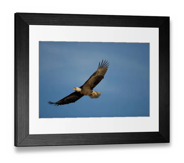 Framed Print : USA, Alaska, Homer, Bald Eagle (Haliaeetus leucocephalus) in flight above Kachemak