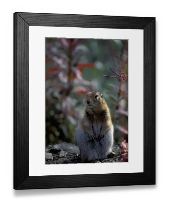 Framed Print : NA, USA, Alaska. Denali National Park. Arctic brown squirrel