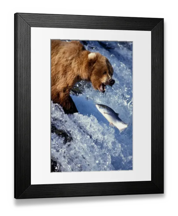 Framed Print : USA, Alaska, Katmai National Park, Grizzly Bear (Ursus arctos) and red salmon (Oncorhynchus Framed Print : USA, Alaska, Katmai National Park, Grizzly Bear (Ursus arctos) and red salmon (Oncorhynchus