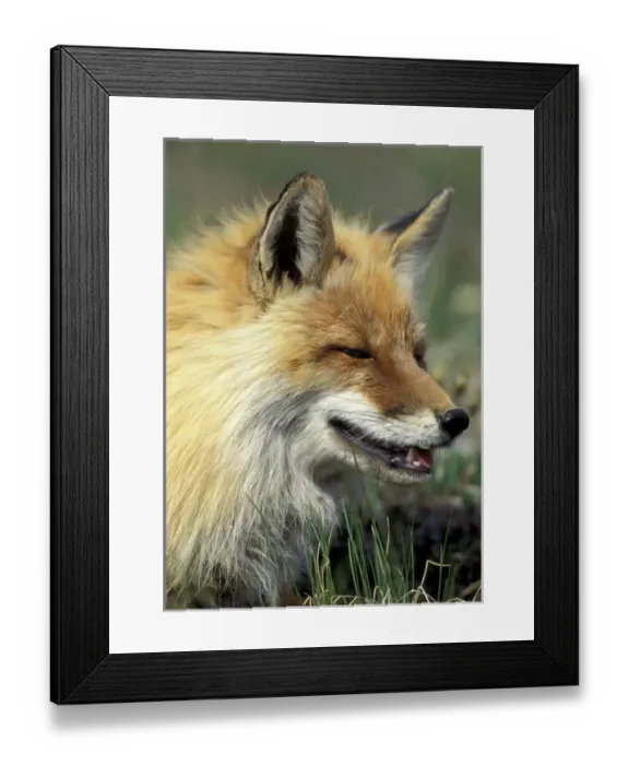 Framed Print : NA, USA, Alaska. Denali National Park. Arctic Fox