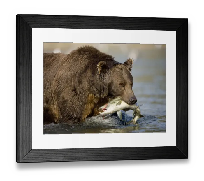 Framed Print : USA, Alaska, Katmai National Park, Kinak Bay, Brown Bear (Ursus arctos) bites into Framed Print : USA, Alaska, Katmai National Park, Kinak Bay, Brown Bear (Ursus arctos) bites into