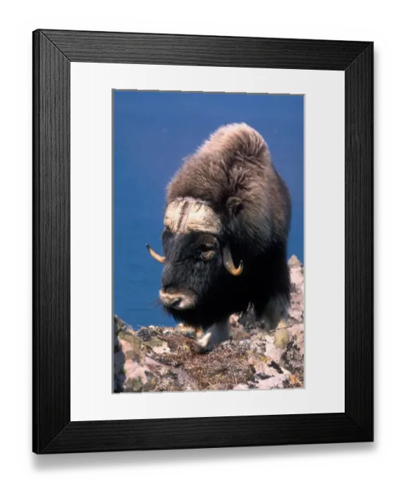 Framed Print : USA, Alaska, Muskox (Ovibos moschatus) on snow-covered cliff on Nelson Island along Framed Print : USA, Alaska, Muskox (Ovibos moschatus) on snow-covered cliff on Nelson Island along