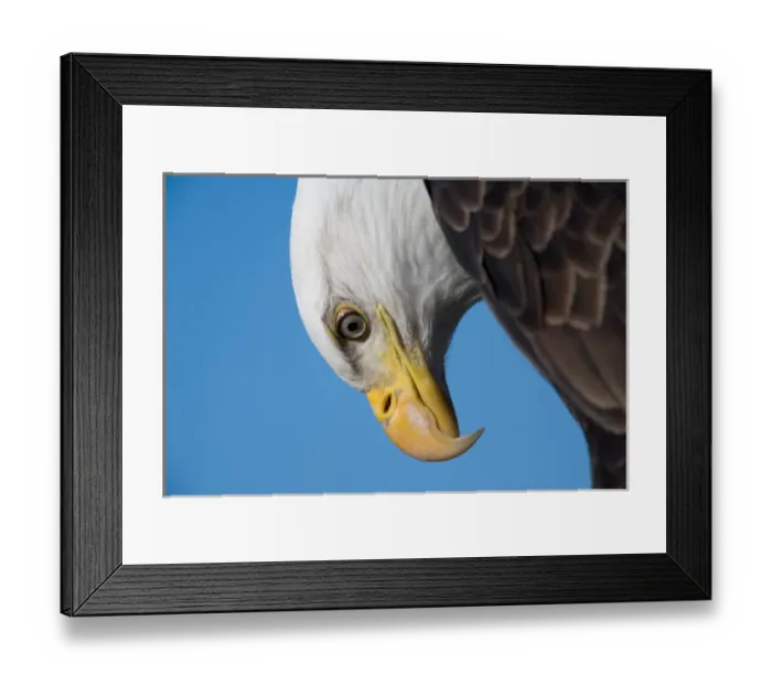 Framed Print : USA, Alaska, Homer, Close-up portrait of Bald Eagle (Haliaeetus leucocephalus) resting