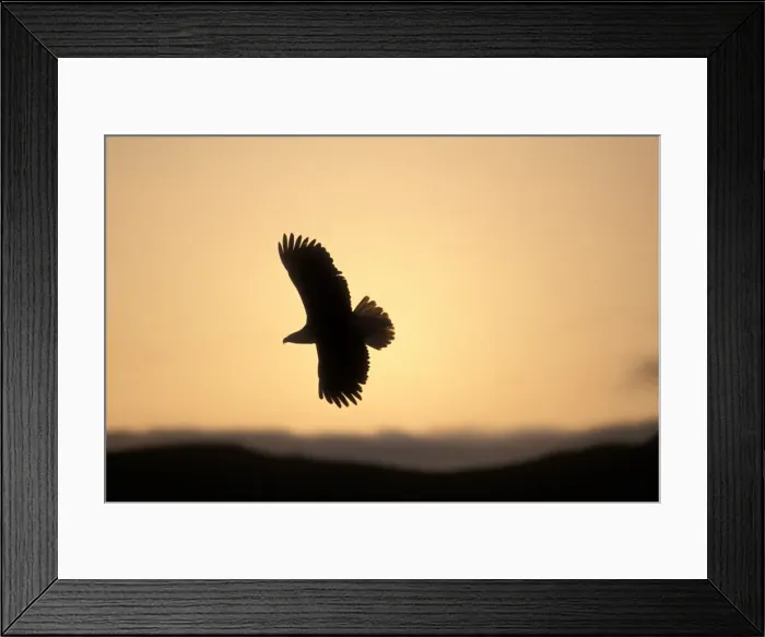 Framed Print : USA, Alaska, Kodiak Island, Bald Eagle (Haliaeetus leucocephalus) soars above Narrow