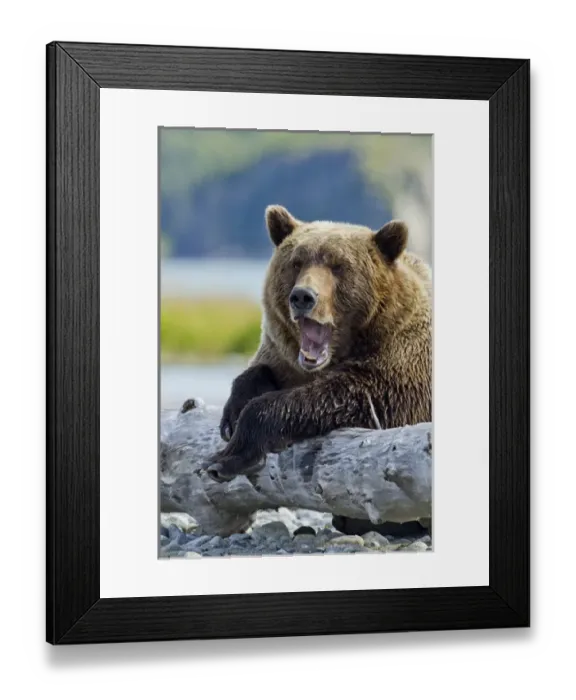 Framed Print : USA, Alaska, Katmai National Park, Grizzly Bear (Ursus arctos) yawns while resting