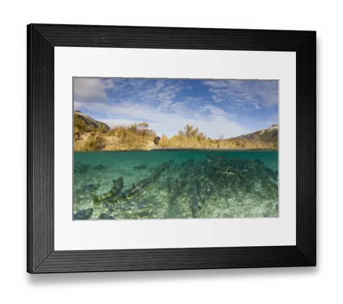 Framed Print : USA, Alaska, Katmai National Park, Coastal Brown Bear walks toward pool of spawning Chum Salmon Framed Print : USA, Alaska, Katmai National Park, Coastal Brown Bear walks toward pool of spawning Chum Salmon