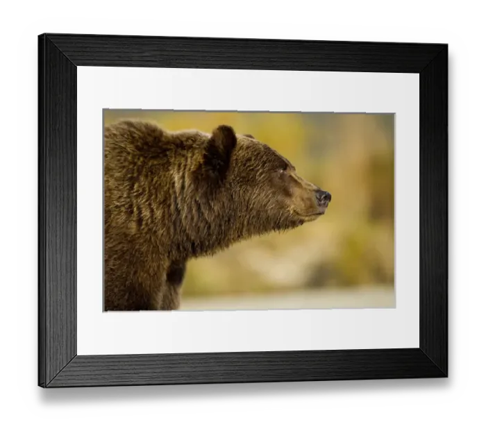 Framed Print : USA, Alaska, Katmai National Park, Profile view of Adult male Grizzly Bear (Ursus