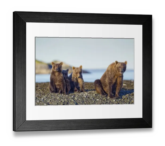 Framed Print : USA, Alaska, Katmai National Park, Grizzly Bear Sow and Cubs (Ursus arctos) sitting Framed Print : USA, Alaska, Katmai National Park, Grizzly Bear Sow and Cubs (Ursus arctos) sitting