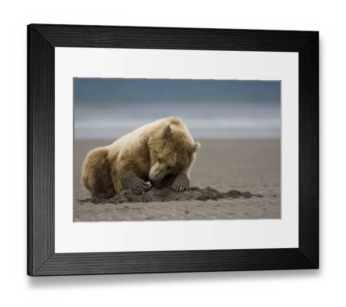 Framed Print : USA, Alaska, Katmai National Park, Brown Bear (Ursus arctos) digging for clams