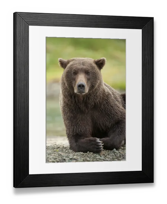 Framed Print : USA, Alaska, Katmai National Park, Close-up of Grizzly Bear (Ursus arctos) resting