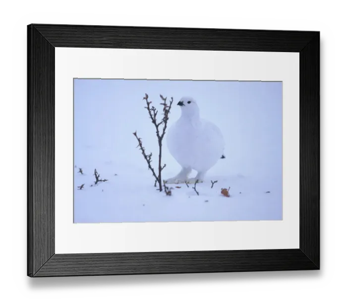 Framed Print : USA, Alaska, Willow Ptarmigan (Lagopus lagopus) in winter coloration camouflaged
