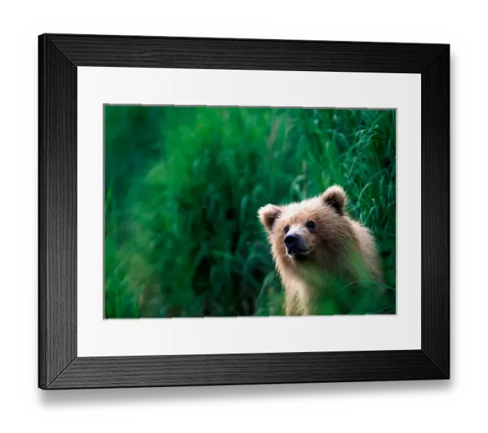 Framed Print : USA, Alaska, Katmai National Park, Grizzly Bear cub (Ursus arctos) peers through Framed Print : USA, Alaska, Katmai National Park, Grizzly Bear cub (Ursus arctos) peers through
