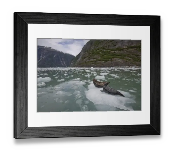 Framed Print : USA, Alaska, Tongass National Forest, Harbor Seal and Pup (Phoca vitulina) resting