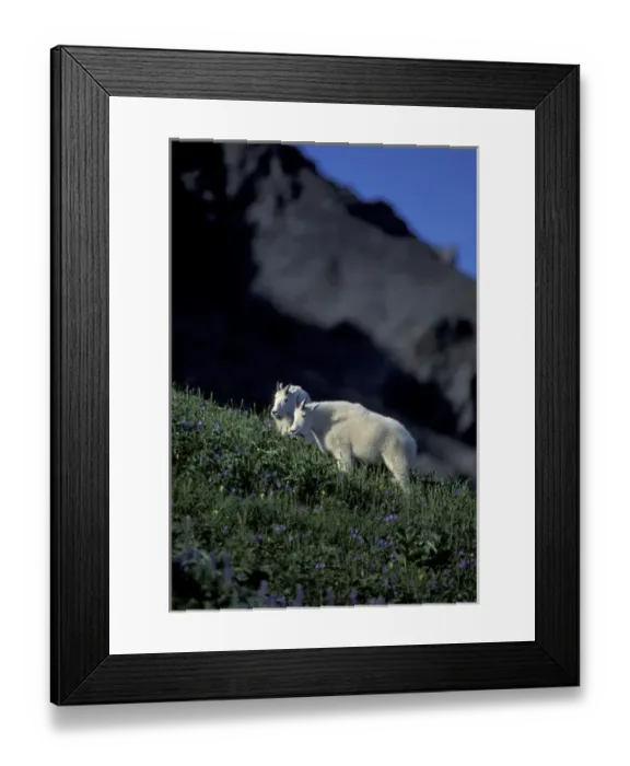 Framed Print : NA, USA, Alaska. Kenai Fjords National Park. Alaskan Mountain Goats in wildflowers