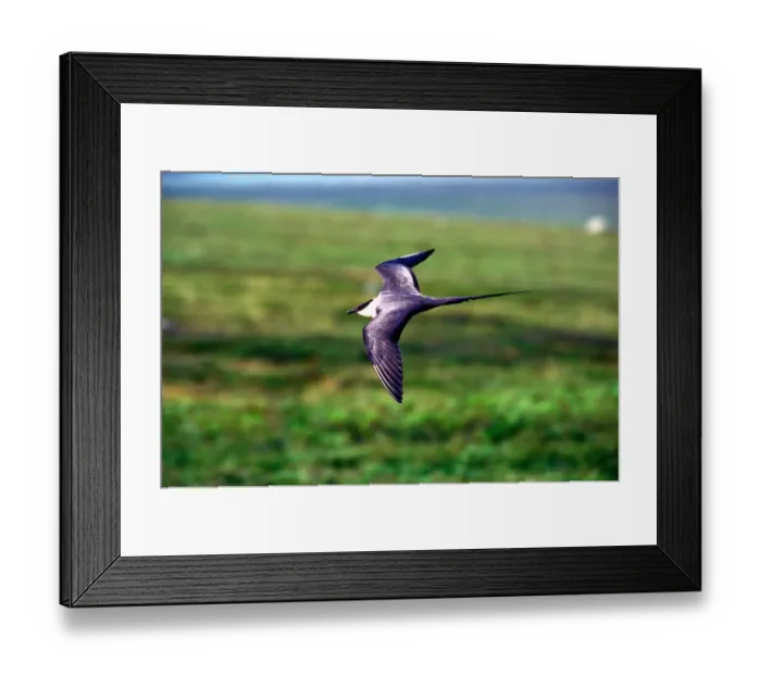 Framed Print : USA, Alaska, Long-tailed Jaeger (Stercorarius longicaudus) defends its nest on arctic Framed Print : USA, Alaska, Long-tailed Jaeger (Stercorarius longicaudus) defends its nest on arctic