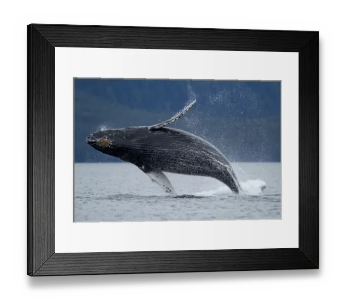 Framed Print : USA, Alaska, Tongass National Forest, Young Humpback Whale (Megaptera novaengliae) Framed Print : USA, Alaska, Tongass National Forest, Young Humpback Whale (Megaptera novaengliae)