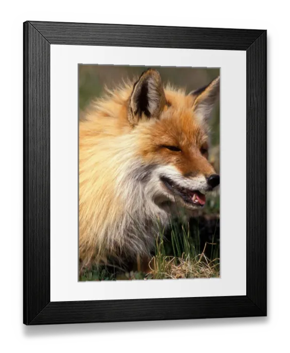 Framed Print : USA, Alaska, Denali National Park, Red Fox (Vulpes vulpes) rests in spring sunshine Framed Print : USA, Alaska, Denali National Park, Red Fox (Vulpes vulpes) rests in spring sunshine