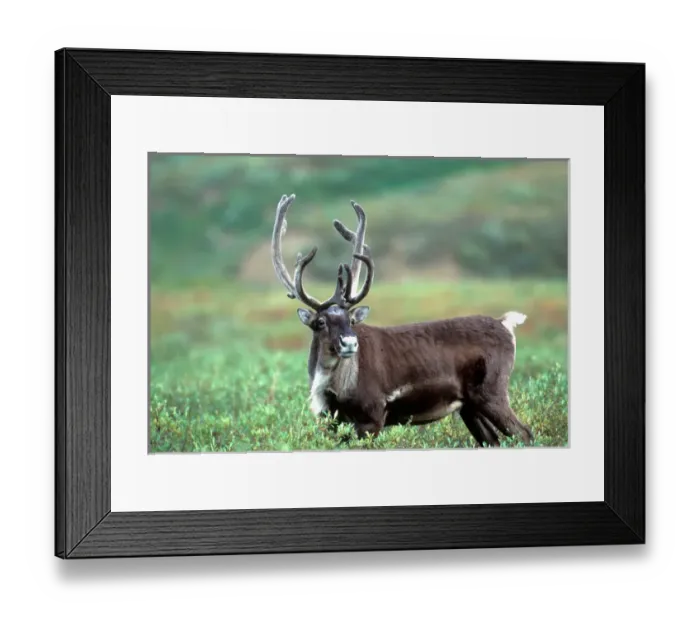 Framed Print : USA, Alaska, Unalakleet, Caribou (Rangifer tarandus)