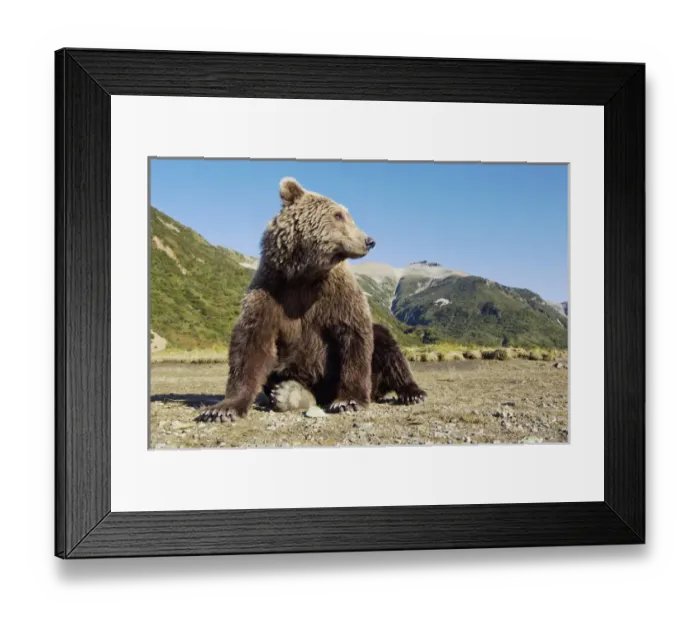 Framed Print : USA, Alaska, Katmai National Park, Grizzly Bear (Ursus arctos) sitting along spawning