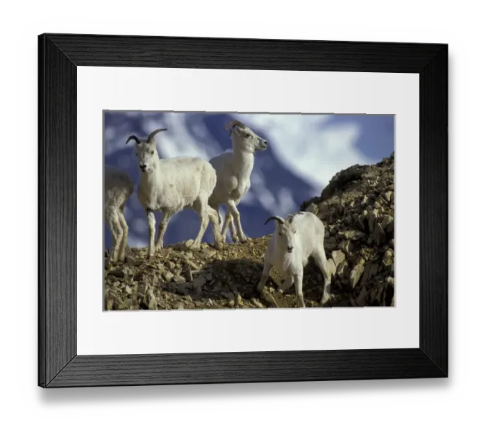 Framed Print : North America, USA, Alaska, Denali NP, Polychrome Pass. Dall sheep on ridge Framed Print : North America, USA, Alaska, Denali NP, Polychrome Pass. Dall sheep on ridge