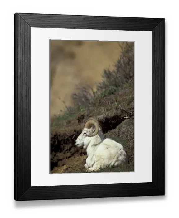 Framed Print : North America, USA, Alaska, Denali NP, over Toklat River. Dall ram on ridge Framed Print : North America, USA, Alaska, Denali NP, over Toklat River. Dall ram on ridge