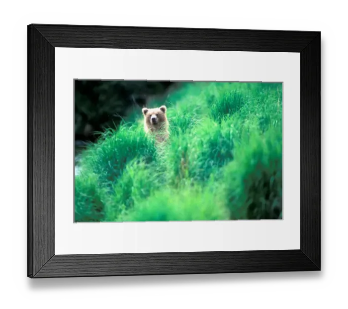 Framed Print : USA, Alaska, Katmai National Park, Grizzly Bear cub (Ursus arctos) peers through Framed Print : USA, Alaska, Katmai National Park, Grizzly Bear cub (Ursus arctos) peers through