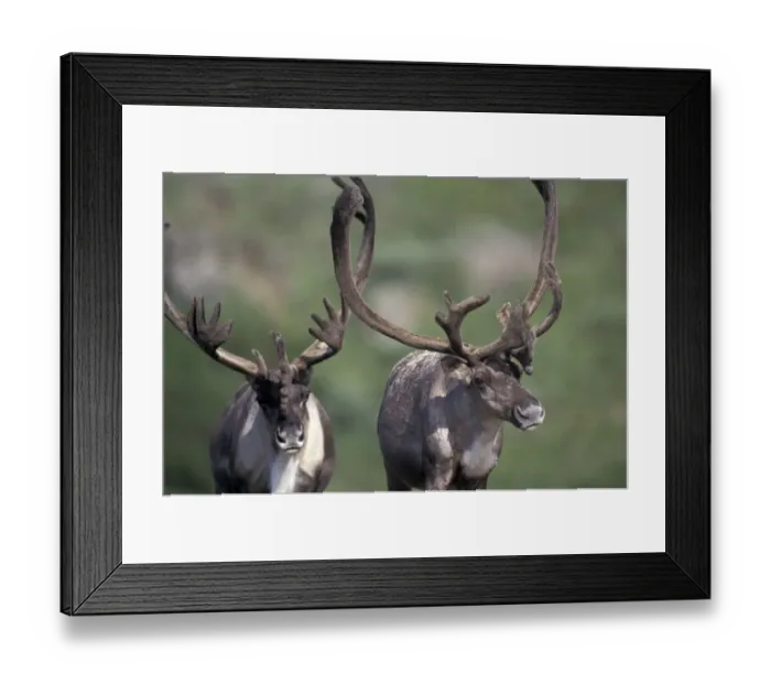Framed Print : North America, USA, Alaska, Denali NP, near Thorofare Pass. Bull caribou