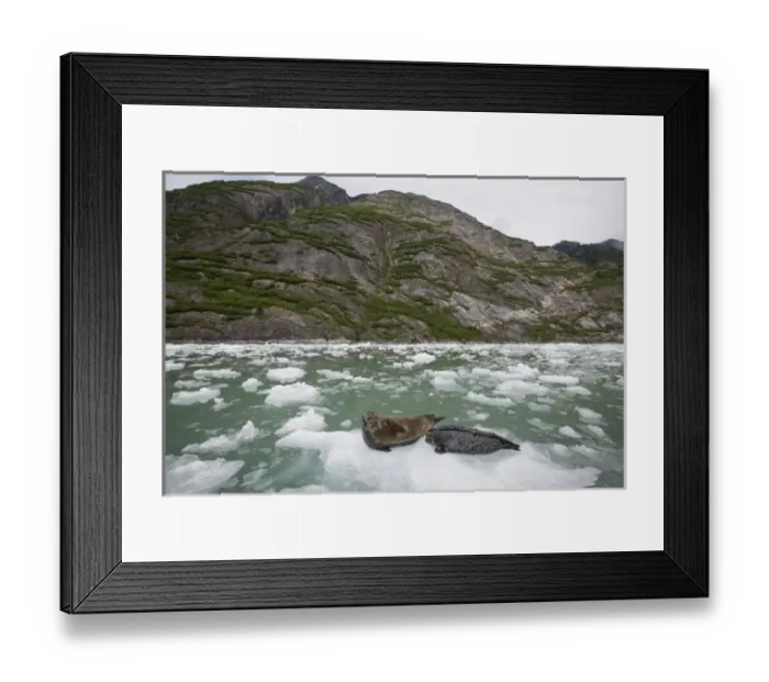Framed Print : USA, Alaska, Tongass National Forest, Harbor Seal and Pup (Phoca vitulina) resting