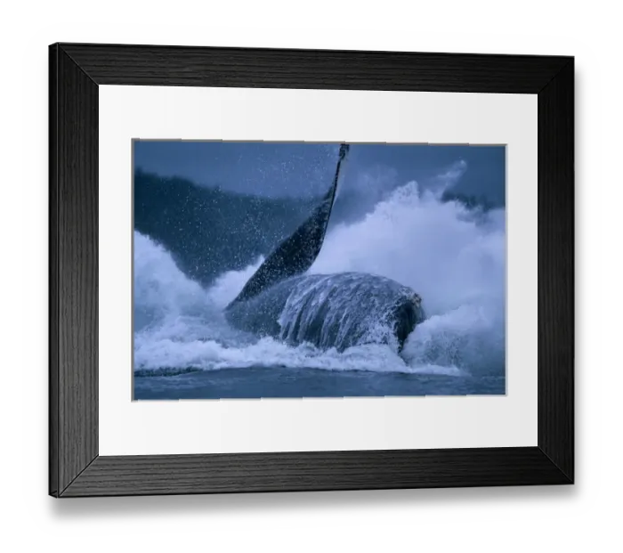 Framed Print : USA, Alaska, Tongass National Forest, Humpback Whale (Megaptera novaengliae) breaches Framed Print : USA, Alaska, Tongass National Forest, Humpback Whale (Megaptera novaengliae) breaches