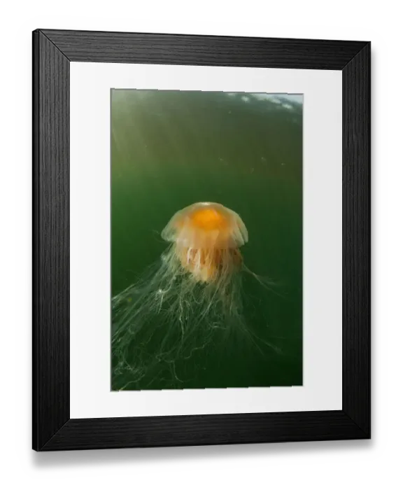 Framed Print : USA, Alaska, Chichagof Island, Underwater view of Lions Mane Jellyfish (Cyanea Framed Print : USA, Alaska, Chichagof Island, Underwater view of Lions Mane Jellyfish (Cyanea