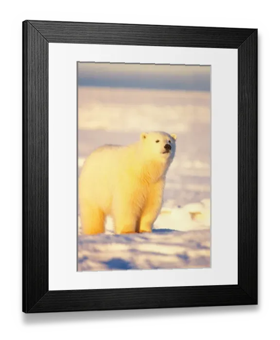 Framed Print : polar bear, Ursus maritimus, cub sniffs into the wind, on the frozen snow covered Framed Print : polar bear, Ursus maritimus, cub sniffs into the wind, on the frozen snow covered