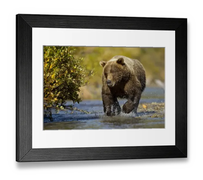 Framed Print : USA, Alaska, Katmai National Park, Grizzly Bear (Ursus arctos) running in shallow Framed Print : USA, Alaska, Katmai National Park, Grizzly Bear (Ursus arctos) running in shallow