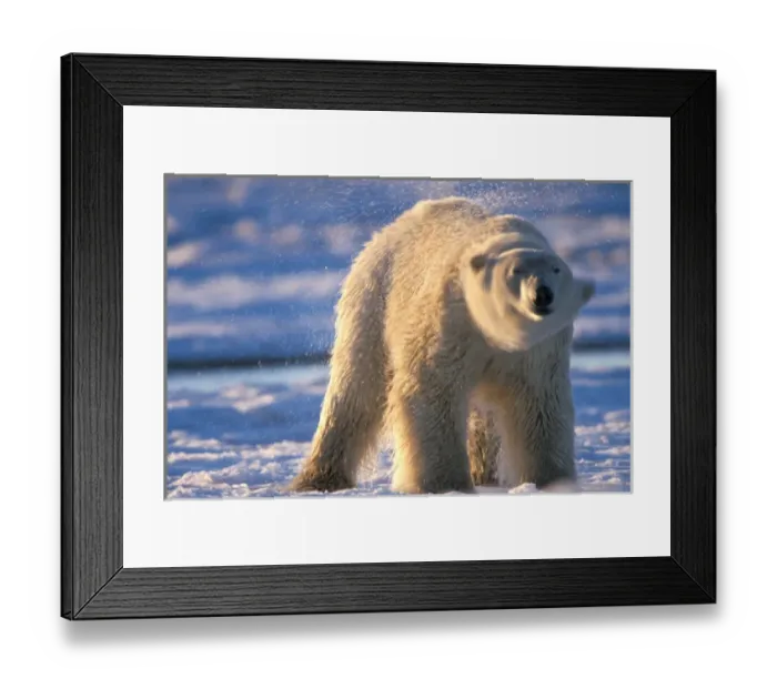 Framed Print : polar bear, Ursus maritimus, shaking off sea water, 1002 area of the Arctic National