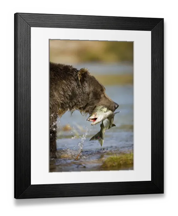Framed Print : USA, Alaska, Katmai National Park, Kinak Bay, Brown Bear (Ursus arctos) carries spawning