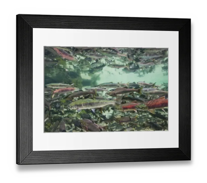 Framed Print : USA, Alaska, Katmai National Park, Underwater view of spawning Chum and Red Salmon Framed Print : USA, Alaska, Katmai National Park, Underwater view of spawning Chum and Red Salmon